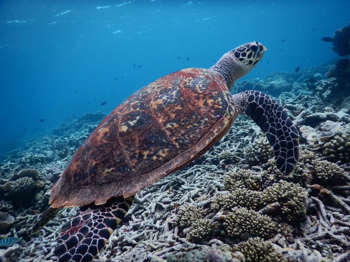 Equa Reef Maldives 호텔 아두아톨 외부 사진