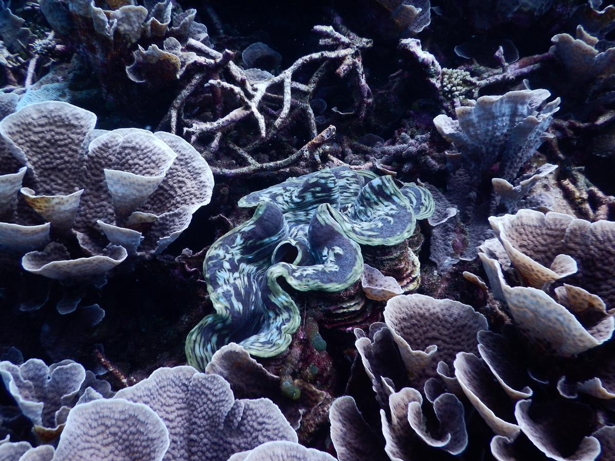 Equa Reef Maldives 호텔 아두아톨 외부 사진