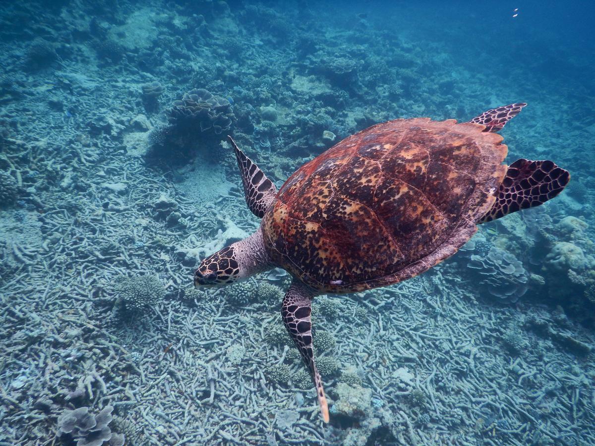 Equa Reef Maldives 호텔 아두아톨 외부 사진