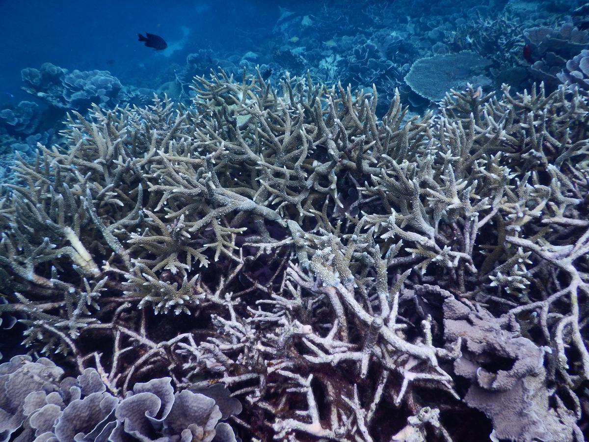 Equa Reef Maldives 호텔 아두아톨 외부 사진