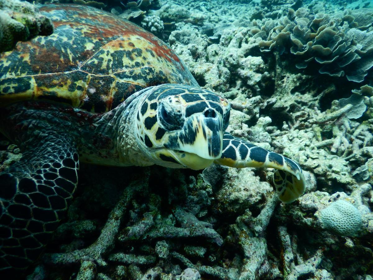 Equa Reef Maldives 호텔 아두아톨 외부 사진