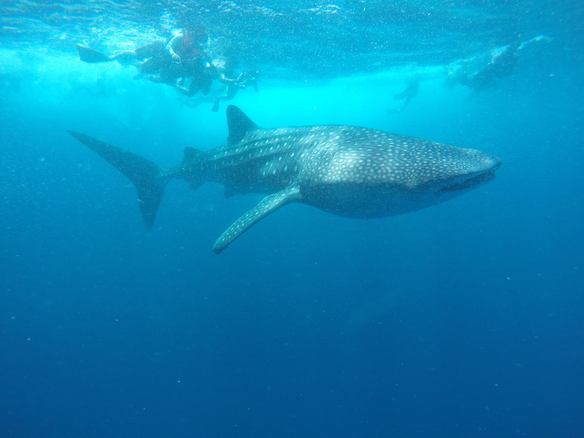 Equa Reef Maldives 호텔 아두아톨 외부 사진