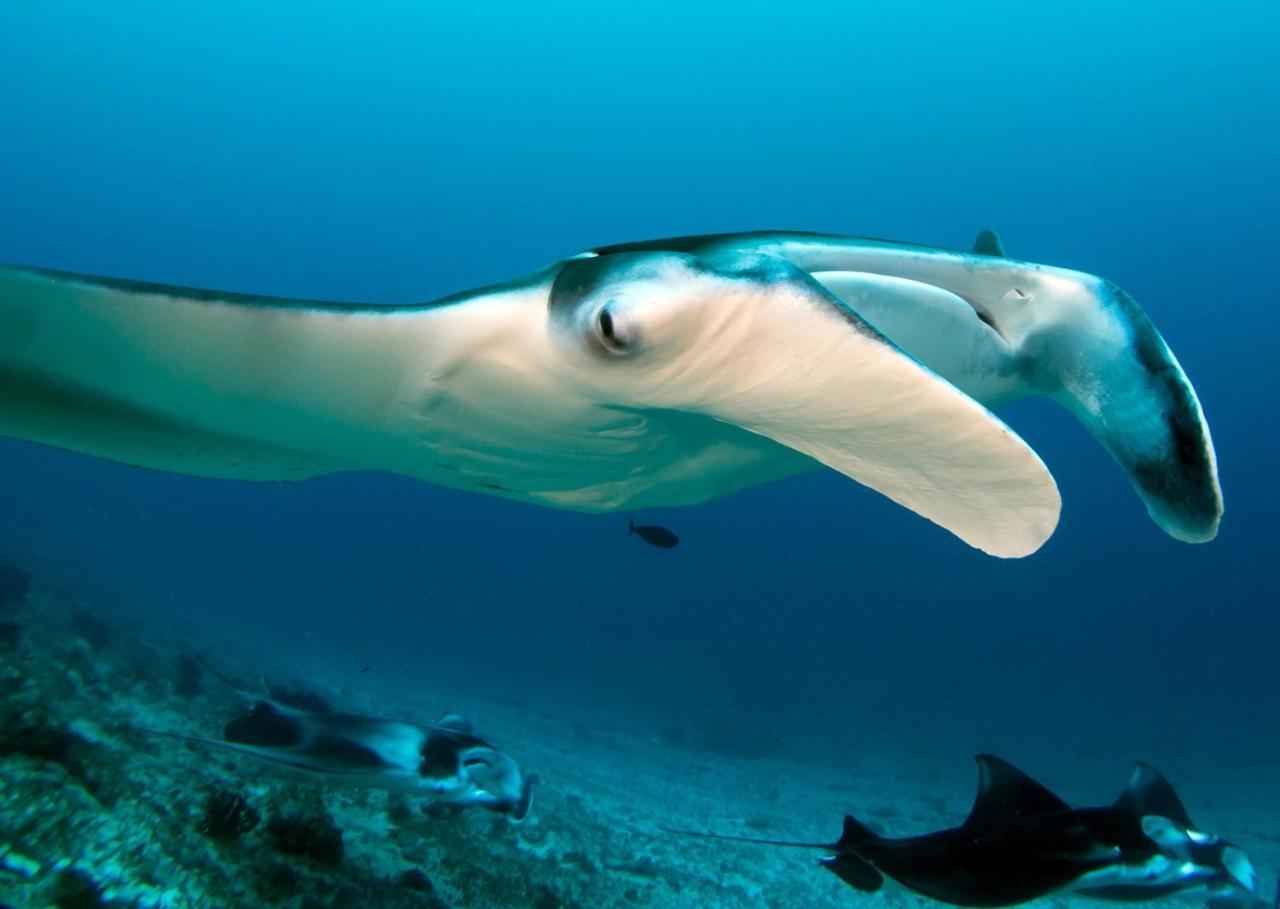 Equa Reef Maldives 호텔 아두아톨 외부 사진
