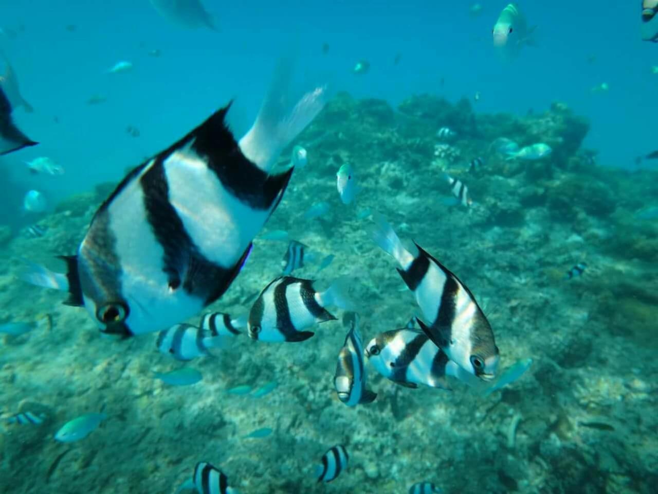 Equa Reef Maldives 호텔 아두아톨 외부 사진