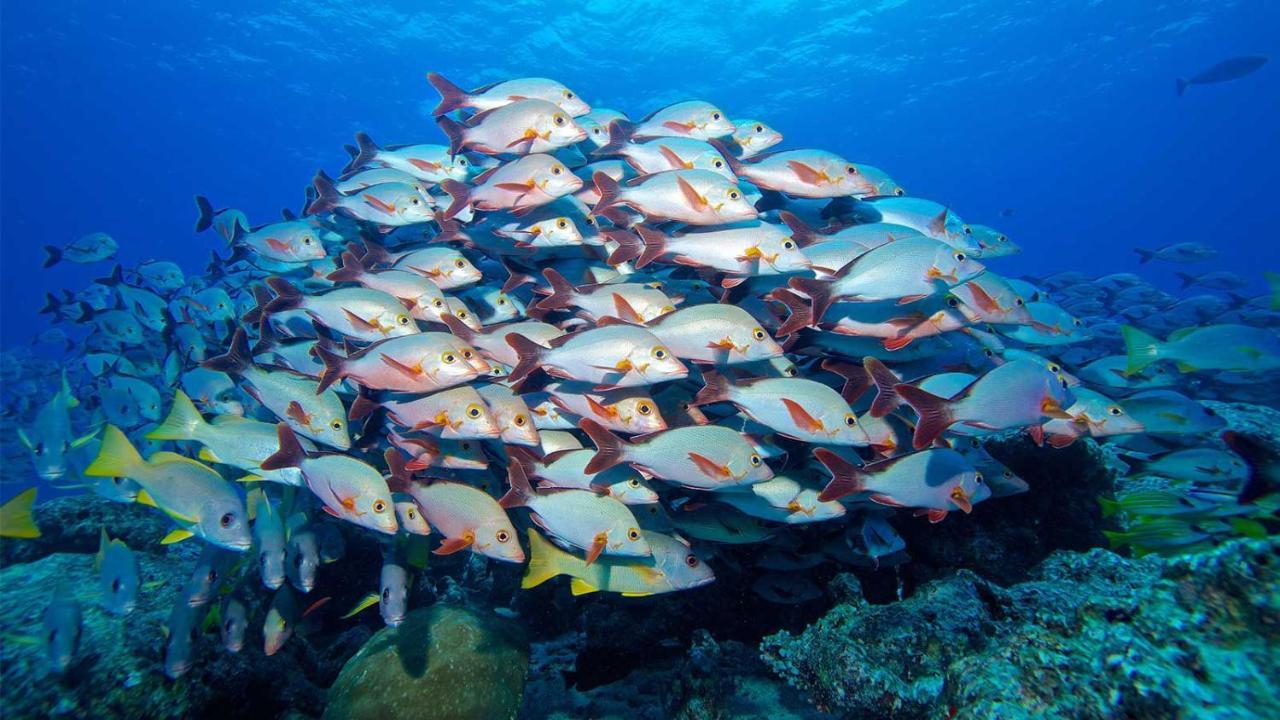Equa Reef Maldives 호텔 아두아톨 외부 사진