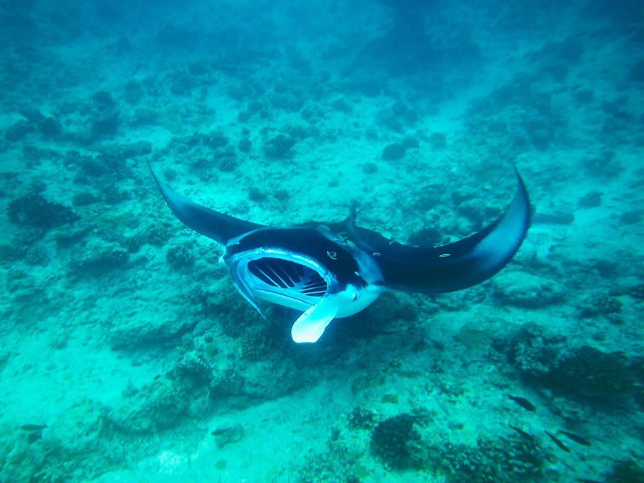 Equa Reef Maldives 호텔 아두아톨 외부 사진