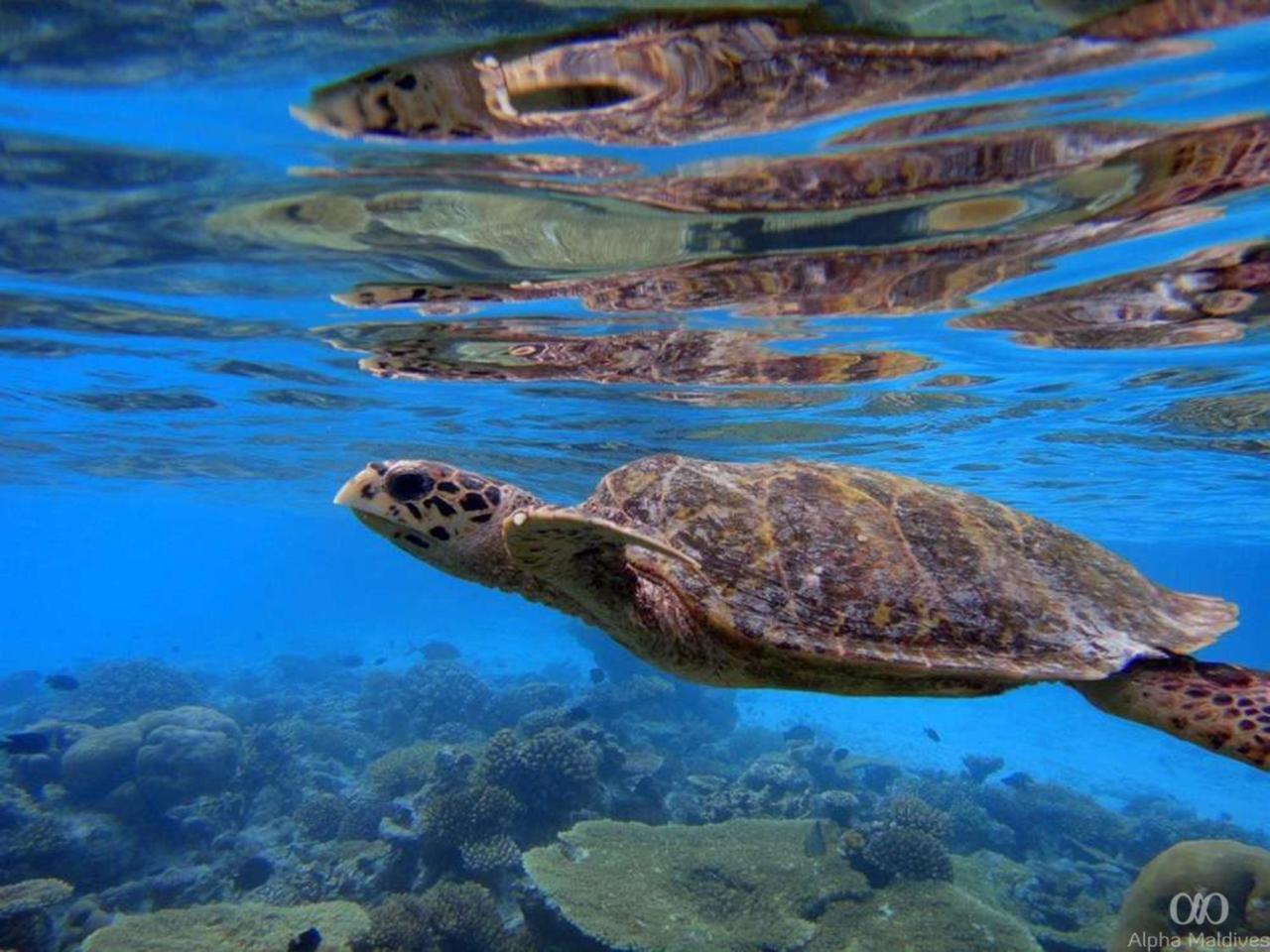Equa Reef Maldives 호텔 아두아톨 외부 사진